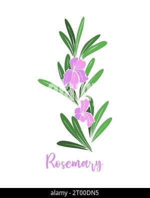 Ramo di rosmarino con fiori rosa viola. Erbe provenzali. Illustrazione vettoriale Illustrazione Vettoriale