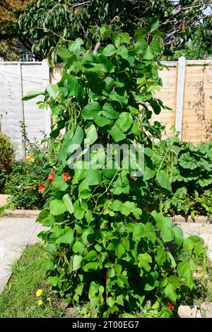 Runner Bean Plants Growing Up a cane wigwam, Chard, Somerset, UK, Europe, Foto Stock