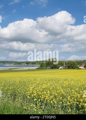 Seedorf e Neuensiener und Selliner SEE Nature Reserve, Seedorf vicino a Sellin, Ruegen Island, Mar baltico, Germania Foto Stock