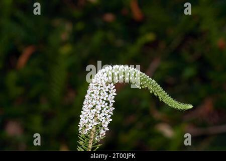 Gooseneck loosestrife,---Lysimachia clethroides--- in Renania, Germania Foto Stock