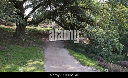 Il sentiero si piega. Sulla sinistra un albero di quercia fornisce ombra. Ubicazione: Posbank, Paesi Bassi Foto Stock