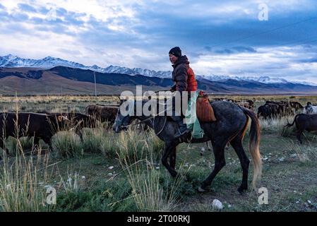 I pastori conducono un branco di mucche sulla strada per il villaggio al tramonto Foto Stock