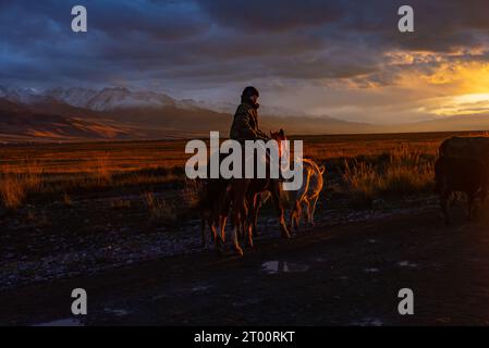 I pastori conducono un branco di mucche sulla strada per il villaggio al tramonto Foto Stock