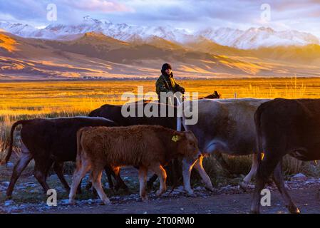 I pastori conducono un branco di mucche sulla strada per il villaggio al tramonto Foto Stock