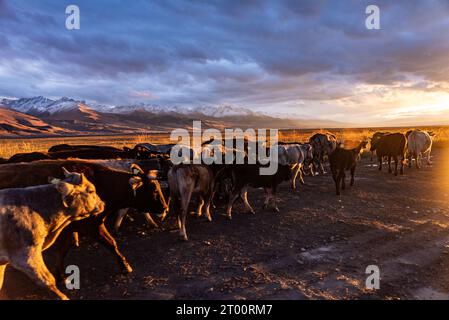 I pastori conducono un branco di mucche sulla strada per il villaggio al tramonto Foto Stock