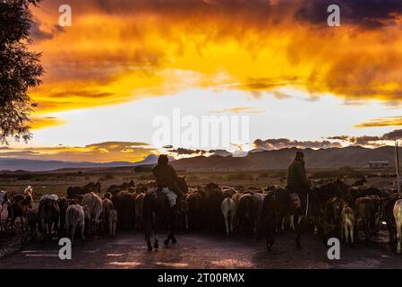 I pastori conducono un branco di mucche sulla strada per il villaggio al tramonto Foto Stock