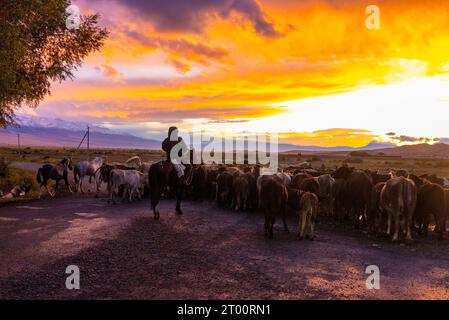 I pastori conducono un branco di mucche sulla strada per il villaggio al tramonto Foto Stock