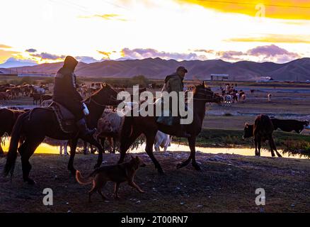 I pastori conducono un branco di mucche sulla strada per il villaggio al tramonto Foto Stock