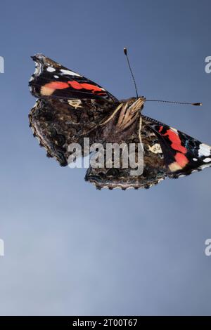 Ammiraglio, Flug, fliegend, Vanessa atalanta, Pyrameis atalanta, ammiraglio rosso, volo, volo, le Vulcain Foto Stock