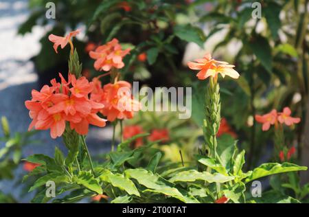 Primo piano dei Firecracker Fiwers che fioriscono alla luce del sole Foto Stock