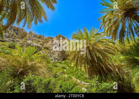 Foto della foresta di palme Preveli, isola di Creta, Grecia. Giorno di sole, sole nei rami delle palme, cielo azzurro, fogliame lussureggiante, estate, vacanza, esperienza tropicale, luogo esotico sull'isola del Mar Mediterraneo. Foto Stock