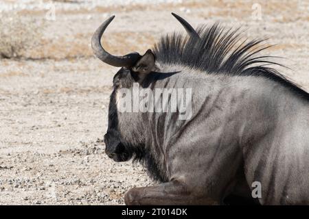 Blue GNU (Connochaetes taurinus), il Parco Nazionale di Etosha, Namibia, Africa Foto Stock