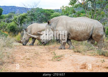 Due enormi rinoceronti bianchi adulti si fanno strada attraverso il cespuglio nella regione di Waterberg, in Sudafrica, pesantemente sorvegliata Foto Stock