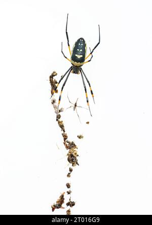 Una donna Golden Orb Spider con il suo potenziale compagno molto più piccolo. Se non sta attento, lo mangerà! Foto Stock
