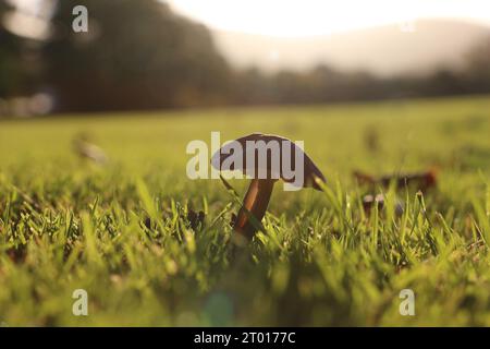 Svelando l'umile bellezza dell'Autunno, un fungo solitario si erge alto nel tranquillo verde di un parco irlandese Foto Stock