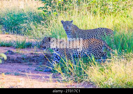 Un leopardo che guida la sua diffidente progenie subadulte attraverso il cespuglio nella Klasserie Reserve, Greater Kruger, Sudafrica Foto Stock