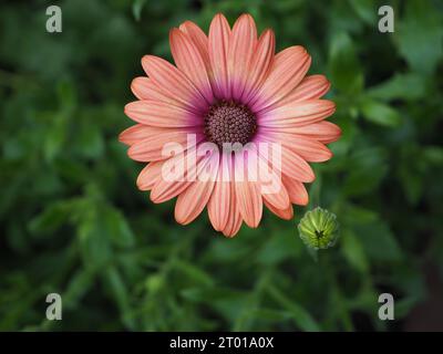 Primo piano di un fiore perenne di Osteospermum "Coral Magic" (margherita africana o margherita del mantello), prelevato dall'alto su uno sfondo sfocato di fogliame Foto Stock