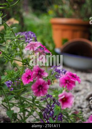 Primo piano di Phlox drummondii grandiflora "brillante" (fiori phlox annuali che si riversano sulla ghiaia in un giardino di cottage selvaggio e disordinato Foto Stock