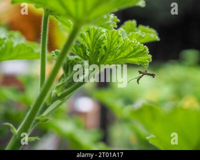 Primo piano di un pennacchio di geranio (Sphenarches anisodactylus) appeso dalla parte inferiore di una foglia di pelargonium profumata "Attar of Roses" Foto Stock