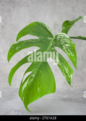 Foglia variegata di Monstera deliciosa (foglia variegata di caseificio svizzero) da vicino e isolata su uno sfondo di cemento grigio pallido Foto Stock