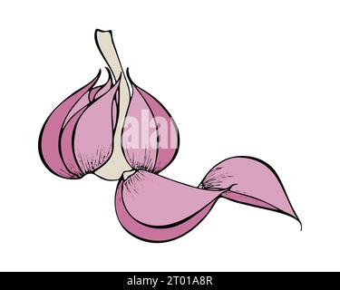 Disegno per colorare l'aglio, disegnato a mano. Isolata, sfondo bianco. Illustrazione vettoriale Illustrazione Vettoriale