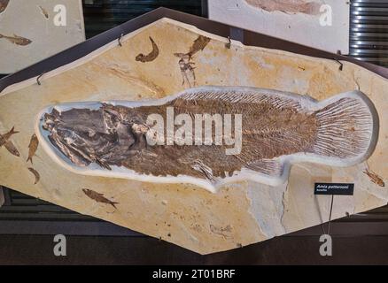 AMIA pattersoni, pesci estinti, mostra di fossili presso il centro visitatori del Fossil Butte National Monument, Wyoming, USA Foto Stock