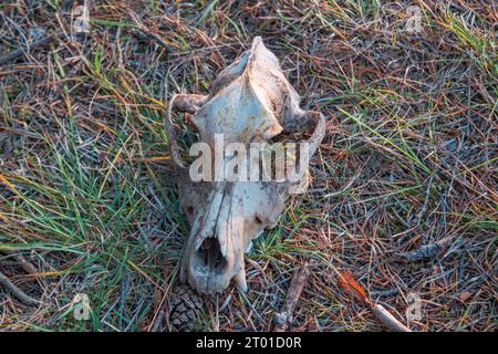 Il cranio di un animale che giace nella foresta, primo piano. Il concetto di morte e di vita. Foto Stock