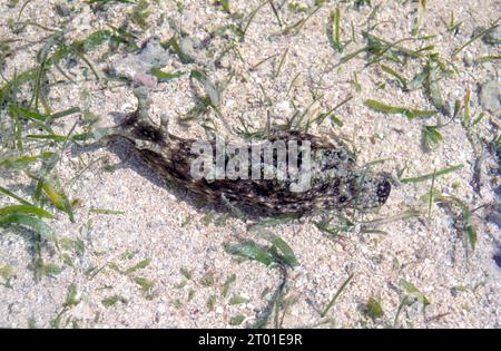 Lepre di mare maculata (Aplysia dactylomela) dalla pianura sabbiosa della barriera corallina di Green Island, all'interno della grande Barriera Corallina, Australia. Foto Stock