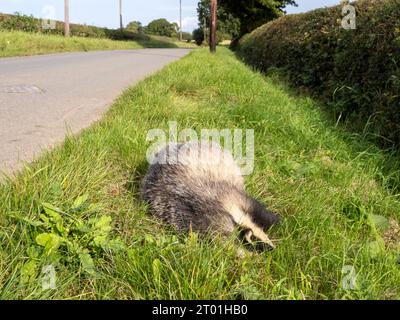 Un Badger Meles meles ucciso sulla strada a Woodhouse vicino Loughborough, Leicestershire, Regno Unito. Foto Stock