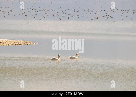 I pellicani bianchi nuotano nel fresco stagno di Salt Lake City, Utah Foto Stock