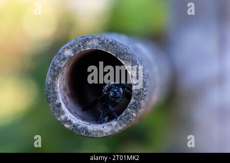 un'ape da falegname nero che costruisce un nido Foto Stock