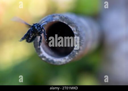 un'ape da falegname nero che costruisce un nido Foto Stock