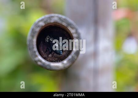 un'ape da falegname nero che costruisce un nido Foto Stock