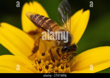 Un'ape di miele viene avvistata mangiando un nettare di fiore giallo di wedelia sotto uno stile fotografico macro scattato a Karangasem, Bali Indonesia Foto Stock