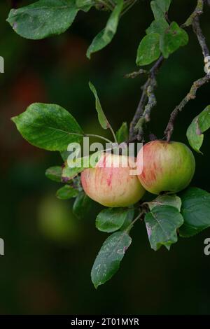 Meteo Regno Unito, 3 ottobre 2023: Con il progredire dell'autunno, le mele maturano su un albero nel giardino del fotografo a Clapham, Londra. Le previsioni meteorologiche prevedono temperature fino a 26 gradi il prossimo fine settimana, ben al di sopra della media stagionale abituale per il periodo dell'anno. Anna Watson/Alamy Live News Foto Stock