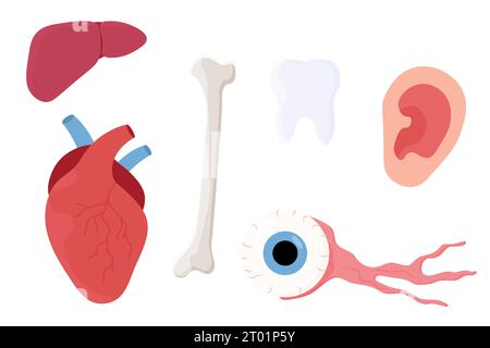 insieme di organi umani: cuore, occhio, dente, fegato, osso, orecchio. Illustrazione vettoriale Illustrazione Vettoriale