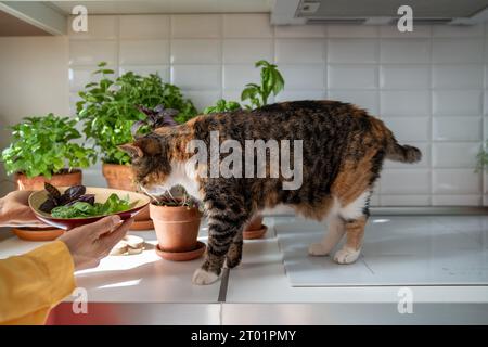 Gatto ravviva il verde fresco del basilico sul piatto in cucina a casa. La donna tiene le foglie tagliate. Foto Stock