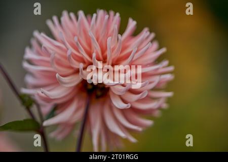 Fiore dahlia colorato e lussureggiante in fiore da vicino Foto Stock