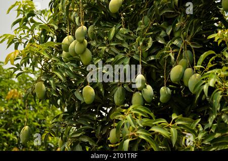 Mango verde fresco sull'albero. Mango verdi appesi. Un mucchio di Mango Mango con albero. mango crudo appeso su un albero con fondo di foglie in frutto estivo. Foto Stock