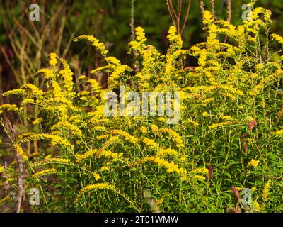 Fiori gialli su steli ad arco della dura e perenne asta d'oro in fiore autunnale, Solidago rugosa "fuochi d'artificio" Foto Stock