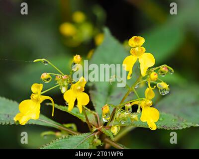 Rugiada drappeggiato di giallo tarda estate a fiori autunnali del robusto balsamo annuale, Impatiens racemosa Foto Stock