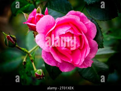 Giardino rose Calgary Zoo Alberta Foto Stock