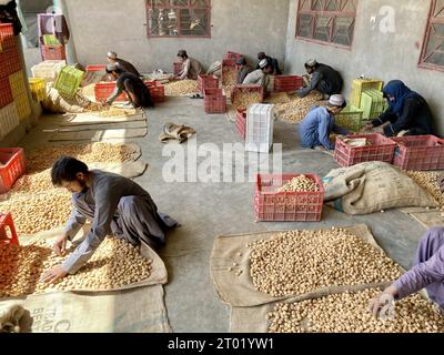 Kandahar, Afghanistan. 3 ottobre 2023. I lavoratori selezionano le albicocche essiccate in una fabbrica nella provincia di Kandahar, Afghanistan, 3 ottobre 2023. Crediti: Arghand/Xinhua/Alamy Live News Foto Stock