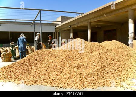 Kandahar. 3 ottobre 2023. Questa foto scattata il 3 ottobre 2023 mostra una pila di albicocche secche nella provincia di Kandahar, Afghanistan. Crediti: Arghand/Xinhua/Alamy Live News Foto Stock