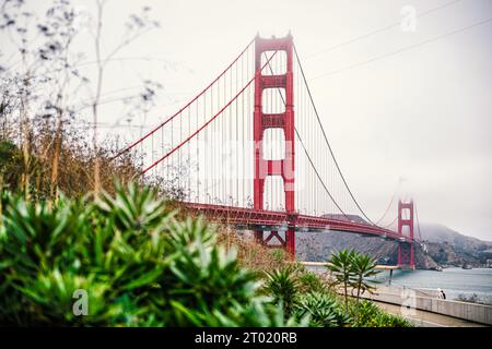 Golden Gate Bridge a San Francisco durante il tempo nebbioso, piante sfocate in primo piano. Foto Stock