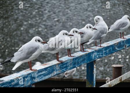 Gabbiani a Meppen, Germania Foto Stock