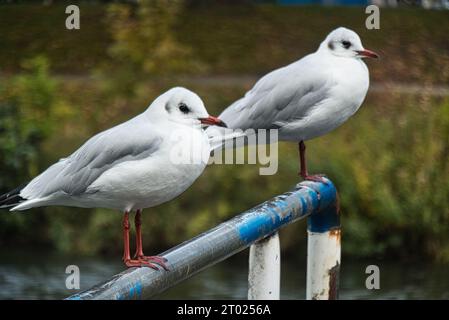 Gabbiani a Meppen, Germania Foto Stock