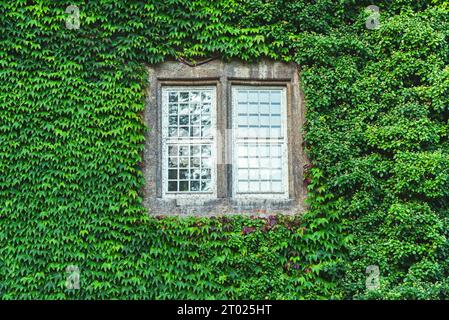 Foglie di edera verde che crescono intorno alla vecchia finestra quadrata Foto Stock