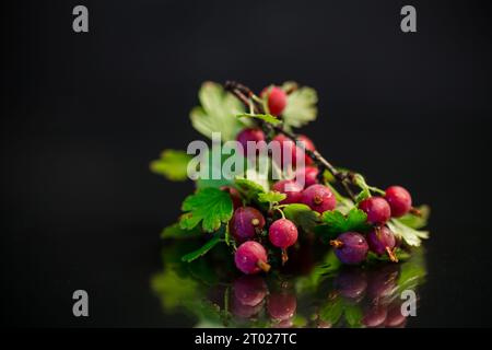 branca di uva spina matura isolata su fondo nero Foto Stock