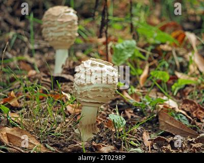 2 corpi fruttiferi a forma di bacchetta di Shaggy Parasol - Chlorophyllum (ex Macrolepiota) rhacodes - in crescita in ambiente stradale in Inghilterra Regno Unito Foto Stock